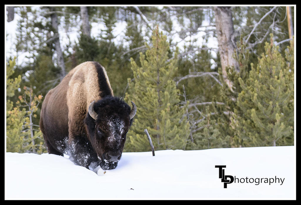 DAY 49 BUFFALO 1.jpg