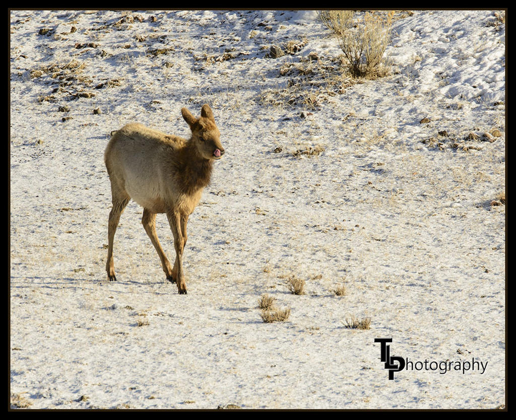 Day 49 Elk 1.jpg