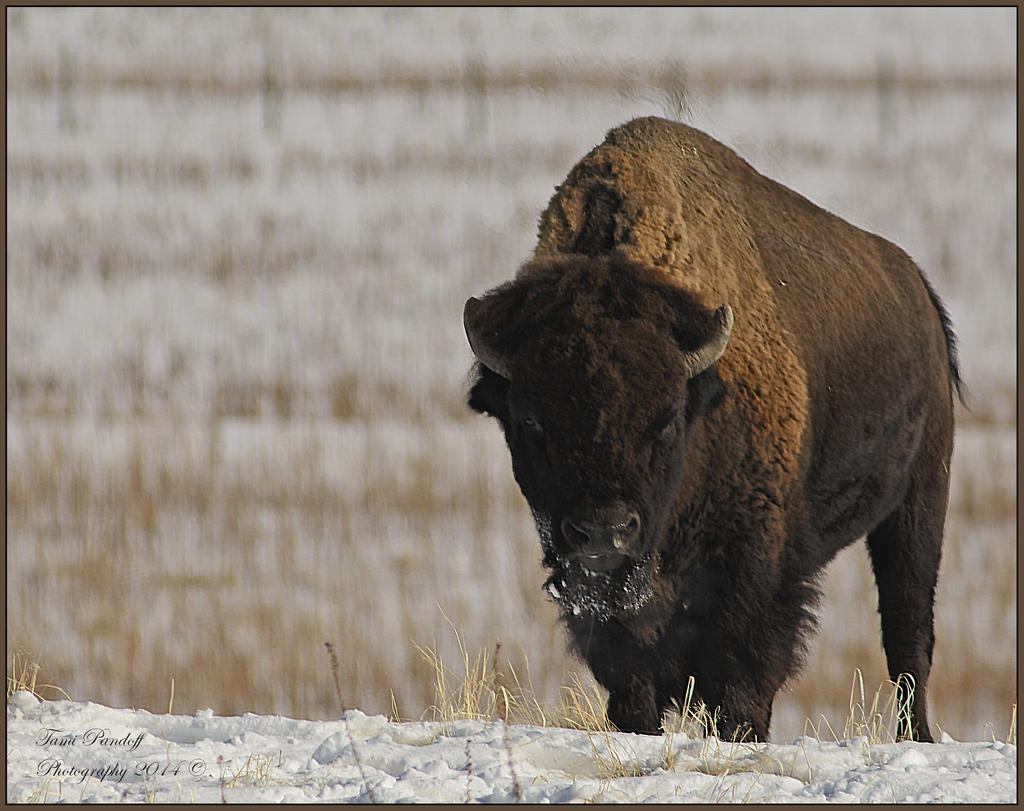 Day 5 Buffalo Standing Picture.jpg