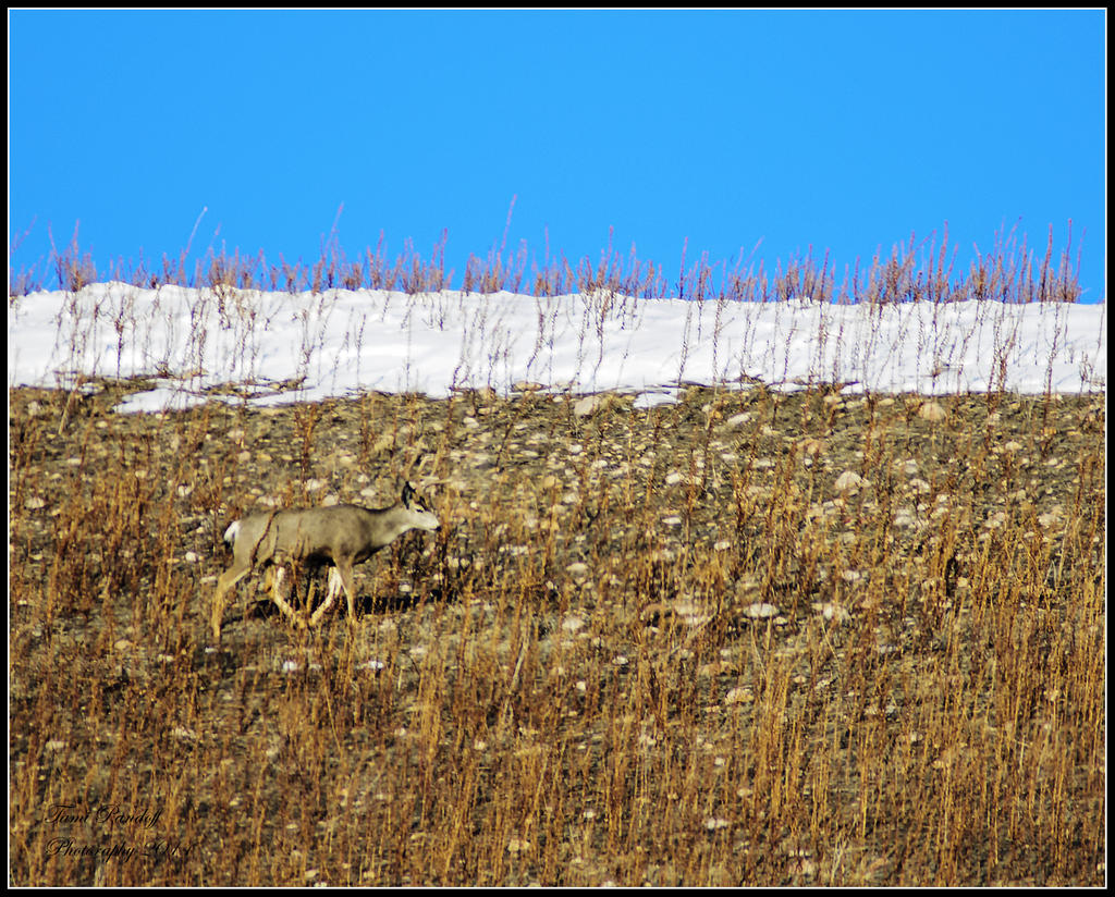Day 5 Mule Deer Antelope Island.jpg