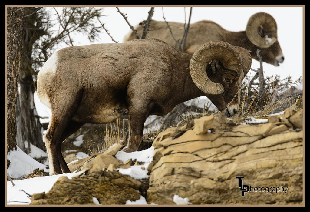 Day 50 Bighorn 2.jpg