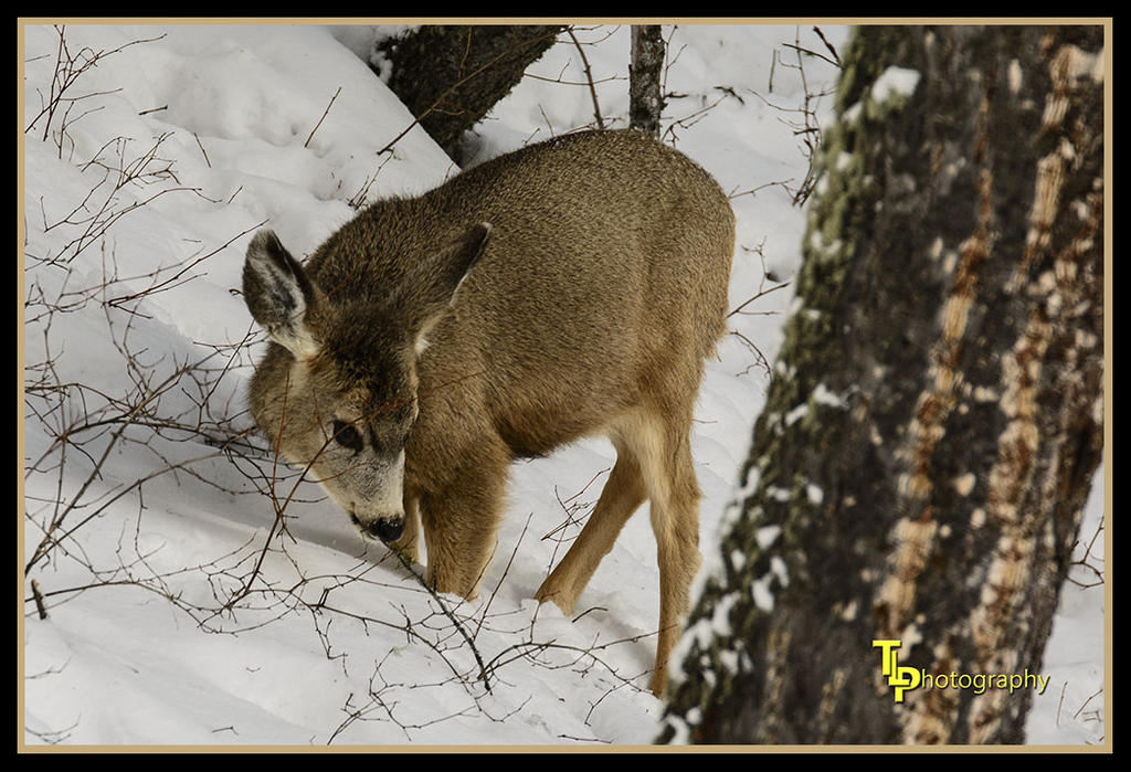 Day 50 Deer 1.jpg