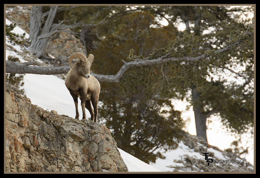 Day 51 Bighorn Sheep.jpg
