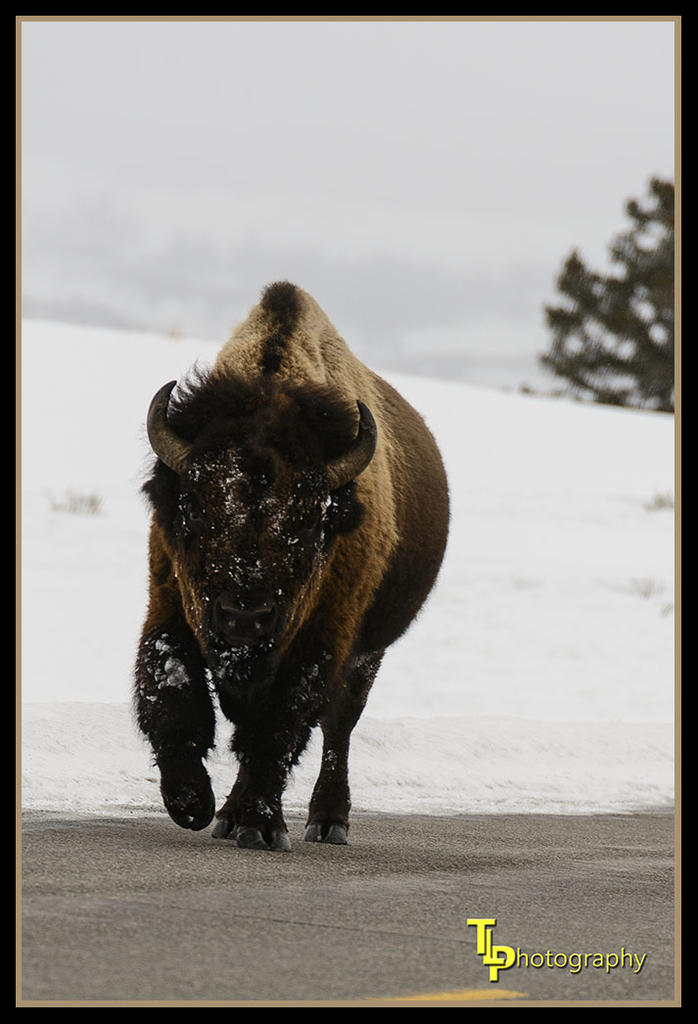 Day 51 Buffalo.jpg