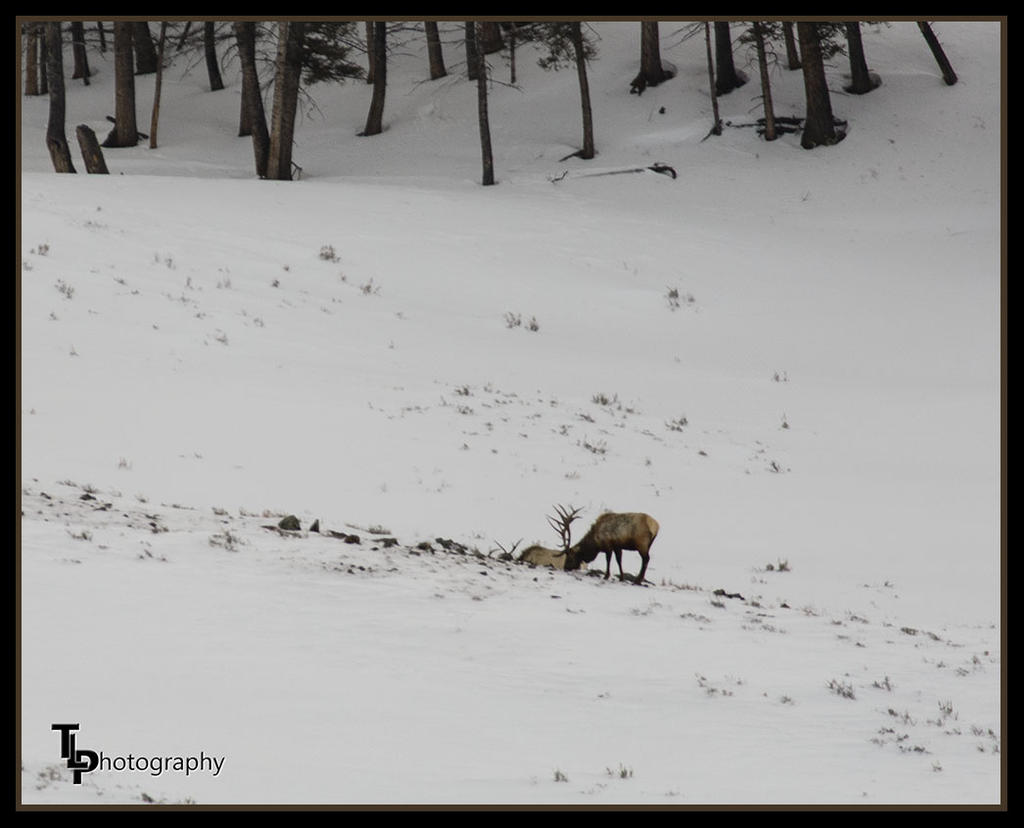 Day 51 Elk.jpg