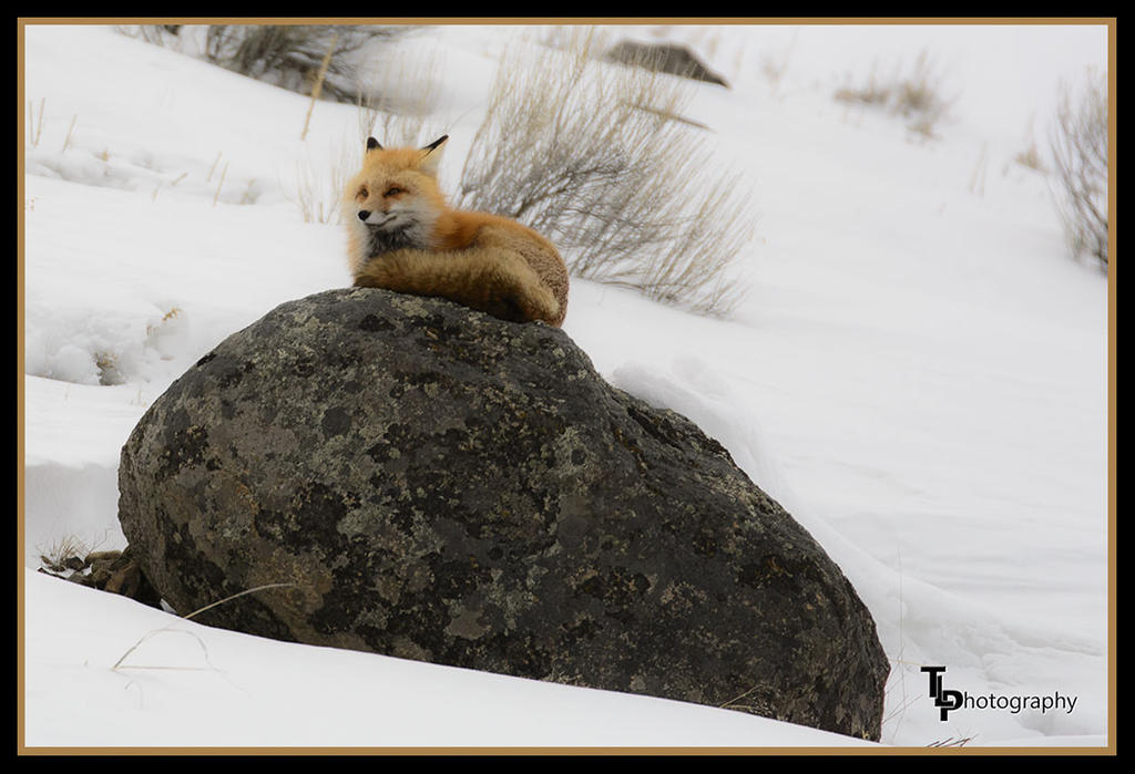 Day 52 fox.jpg