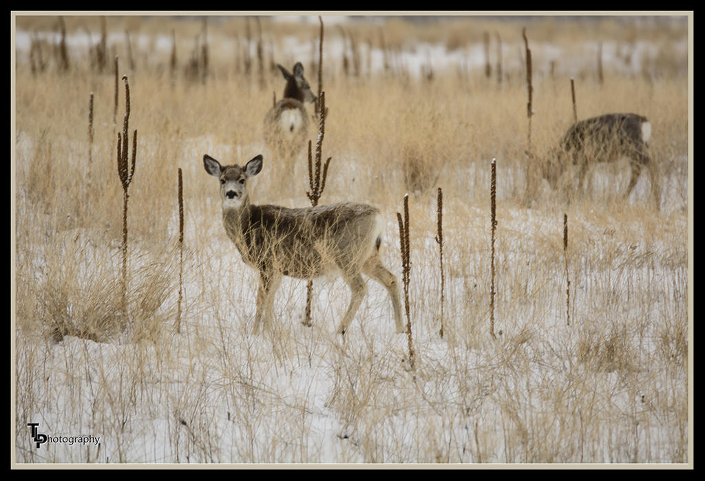Day 53 Deer.jpg
