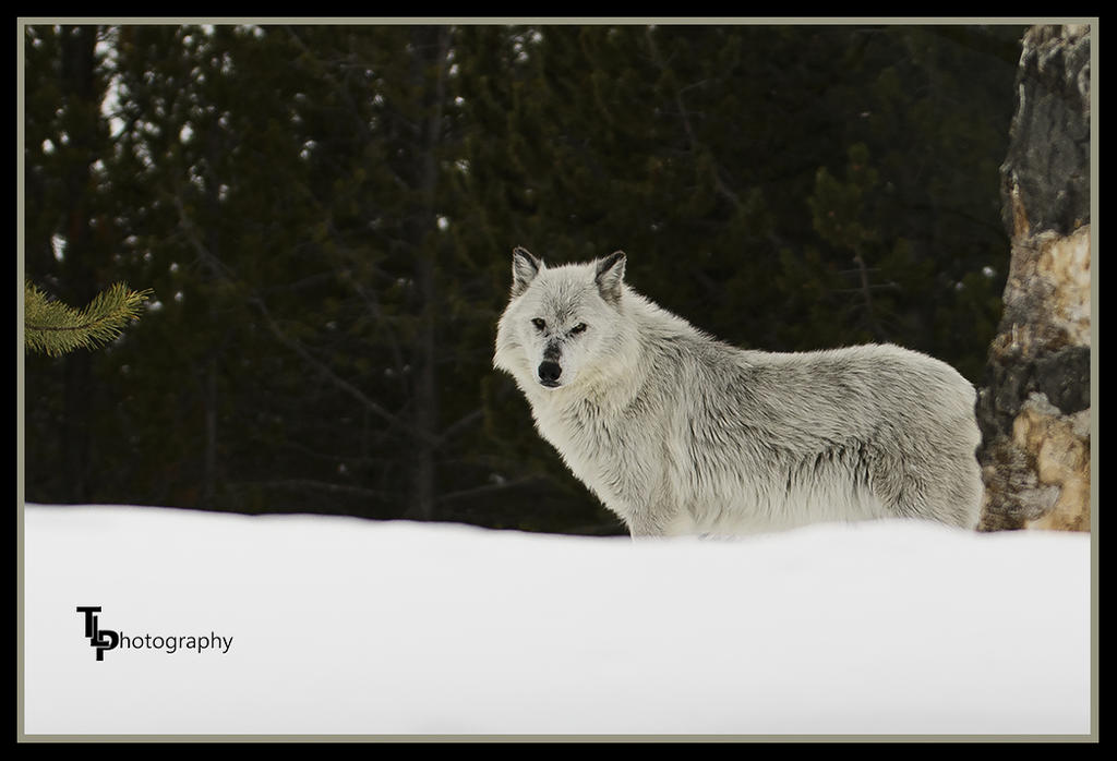 Day 53 Wolf Pic.jpg