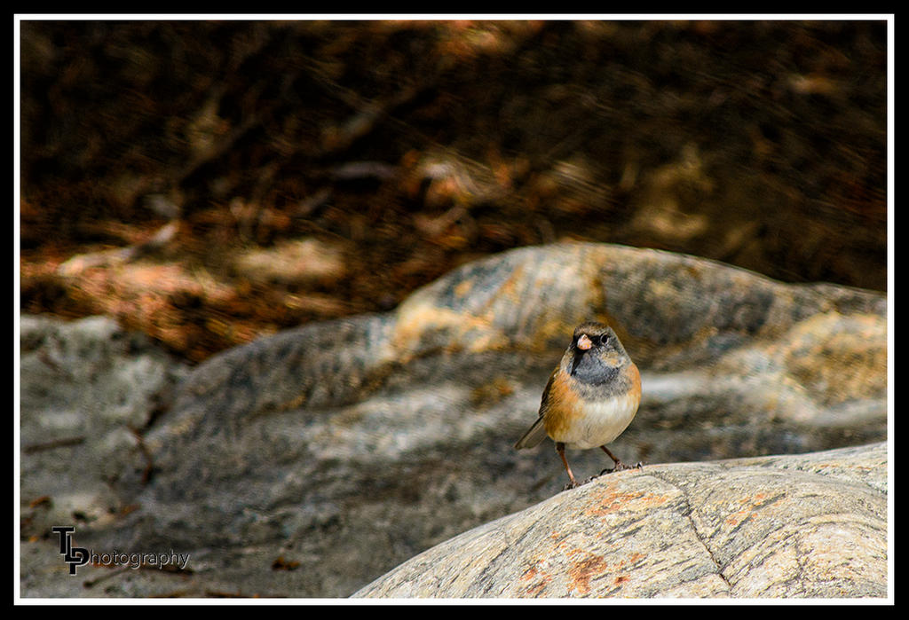 Day 68 Tami's Bird.jpg