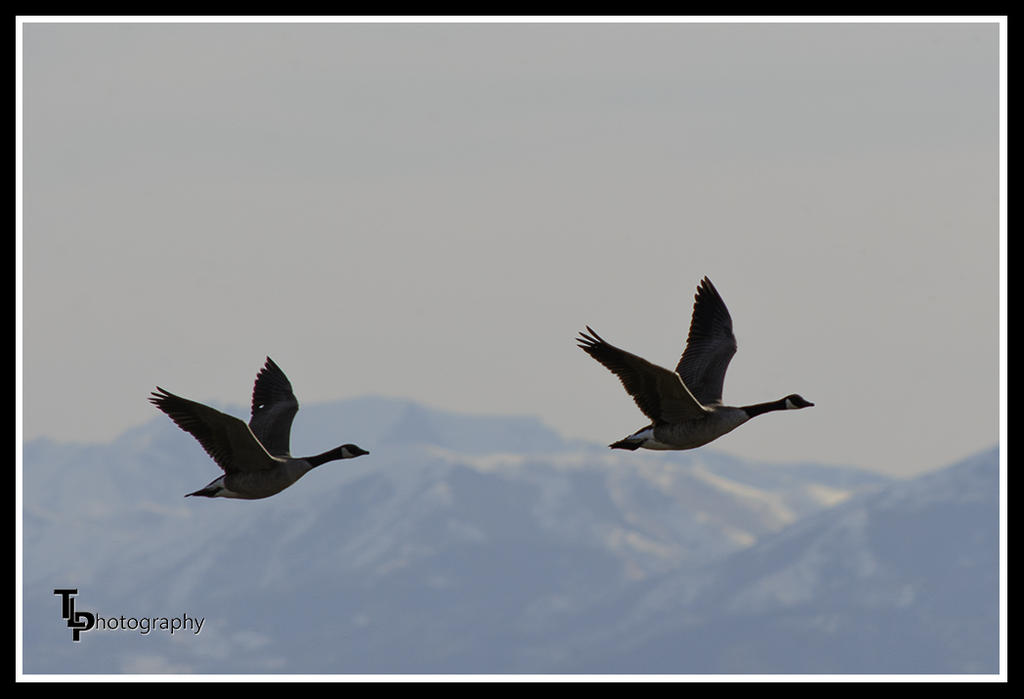 Day 75 Geese .jpg