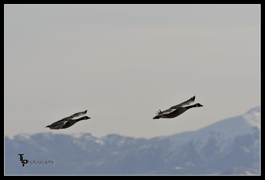 Day 75 Geese Pic 2.jpg