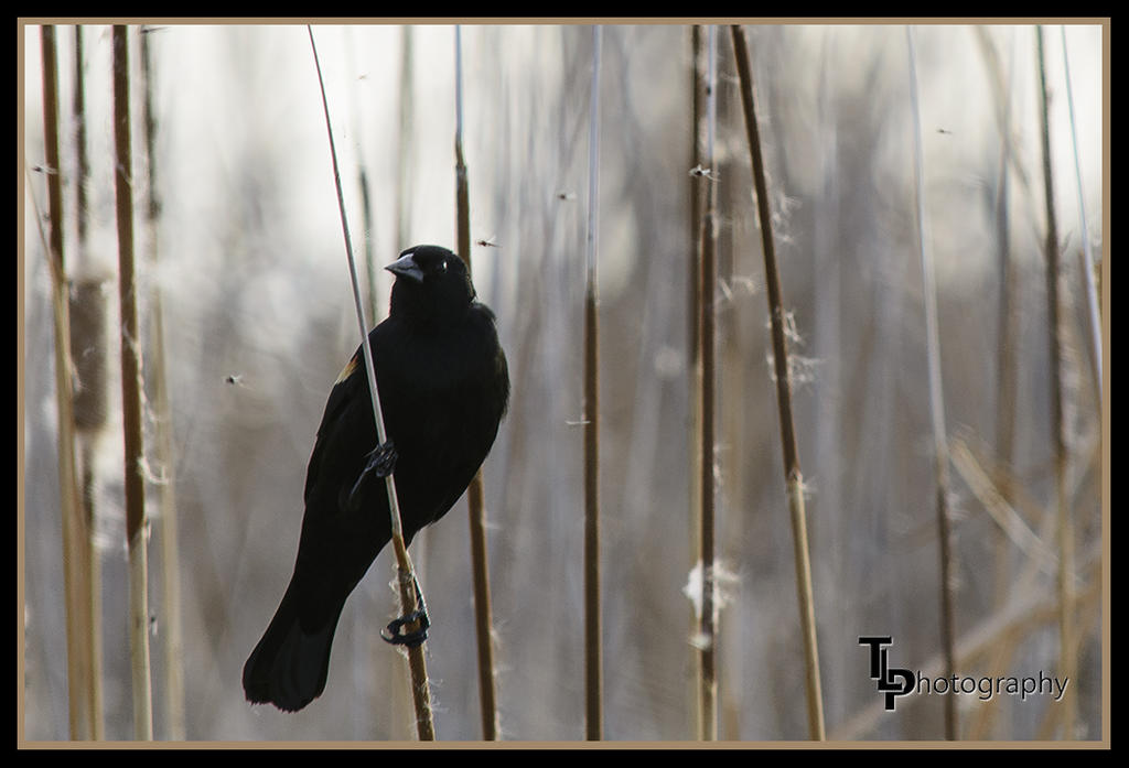 Day 75 Redwinged Black Bird. .jpg