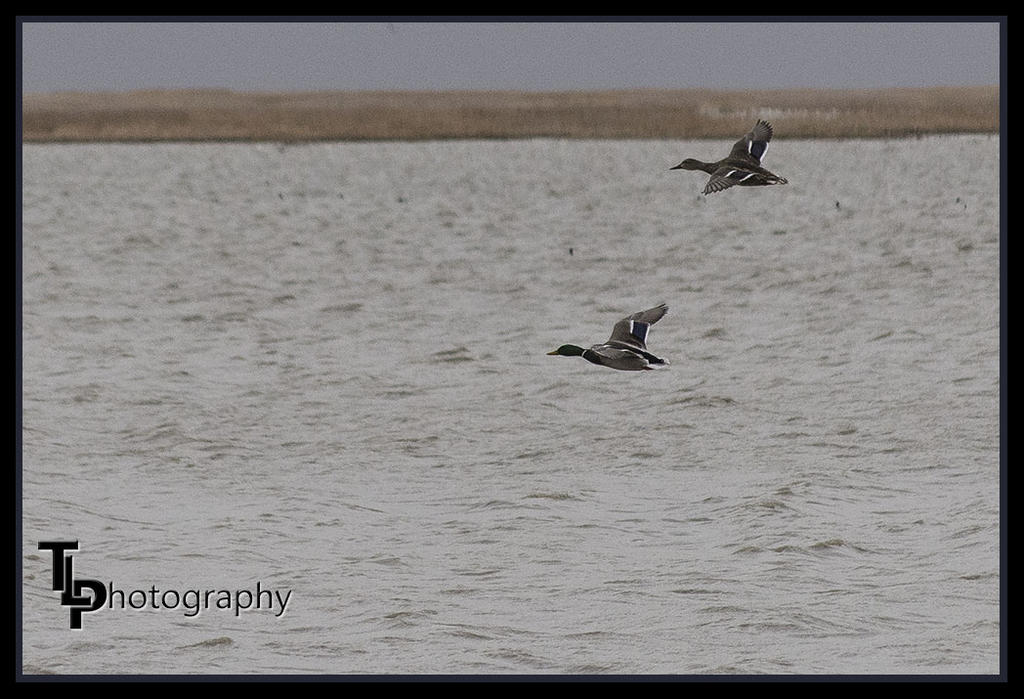 Day 76 Flying Ducks.jpg