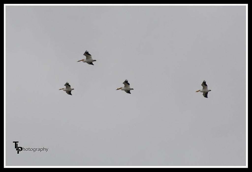 Day 76 Pelicans Flying.jpg