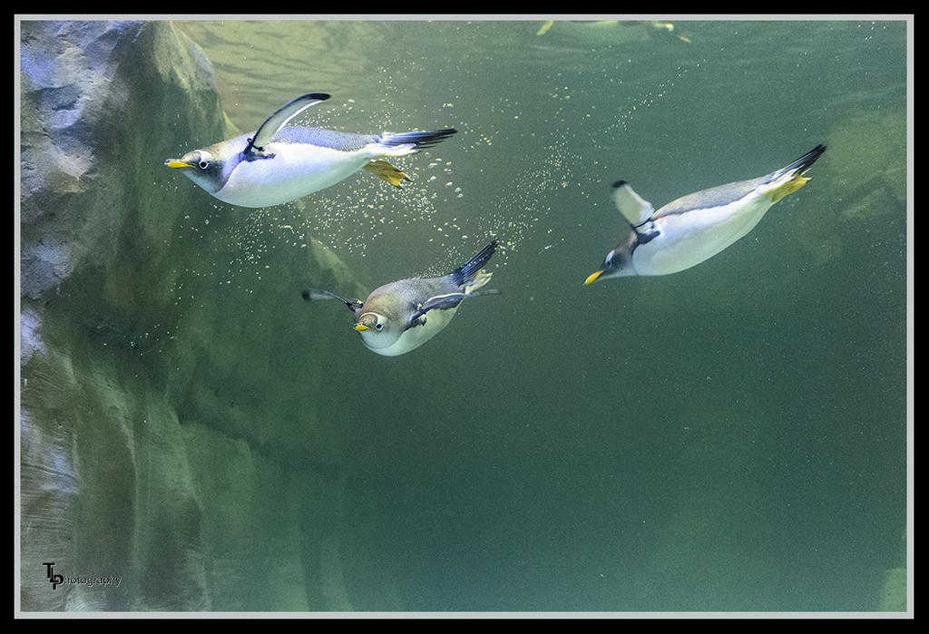 Day 78 Penguins.jpg
