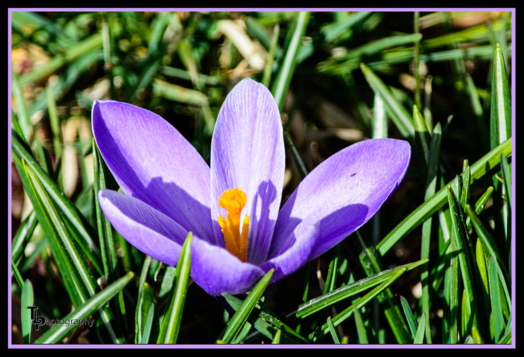 Day 79 Tami's Flower.jpg