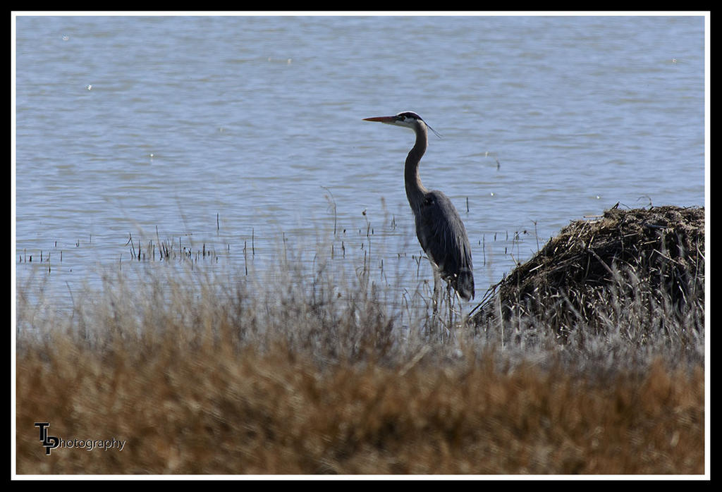 Day 81 Blue Heron.jpg