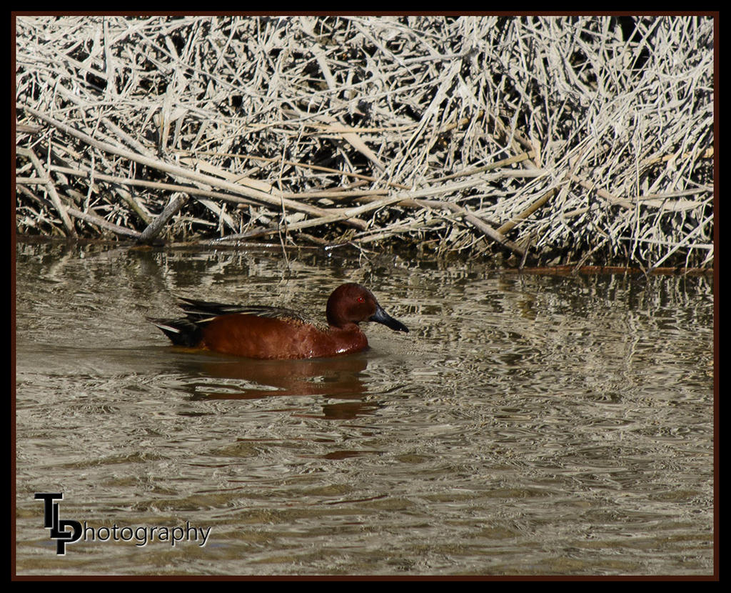 Day 81 Cinnamon Teal Duck.jpg