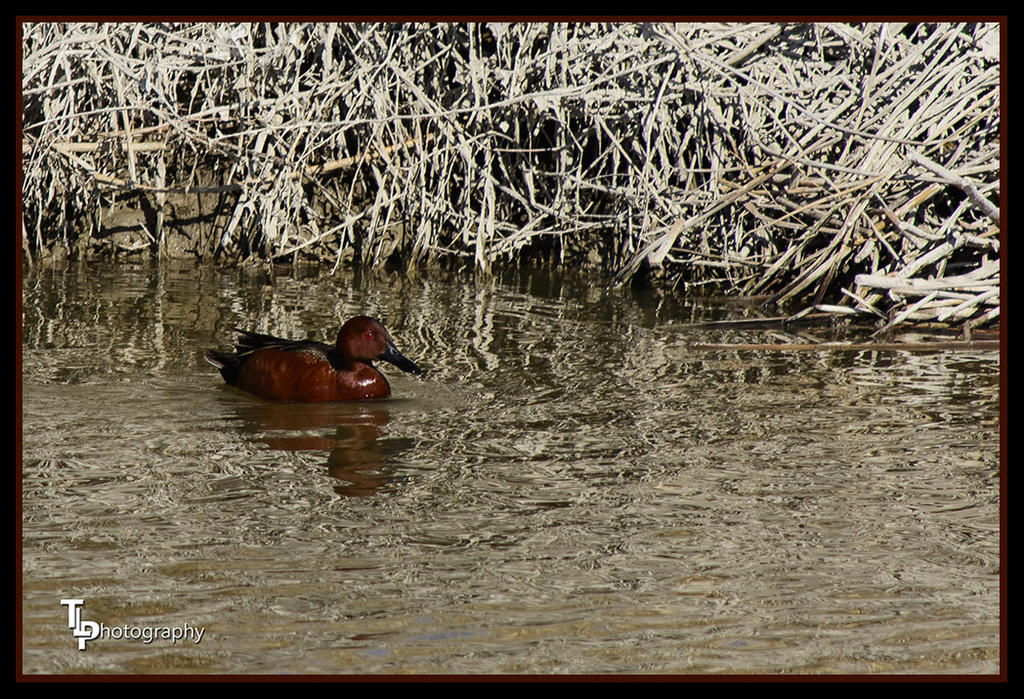 Day 81 Cinnamon Teall Duck 2.jpg