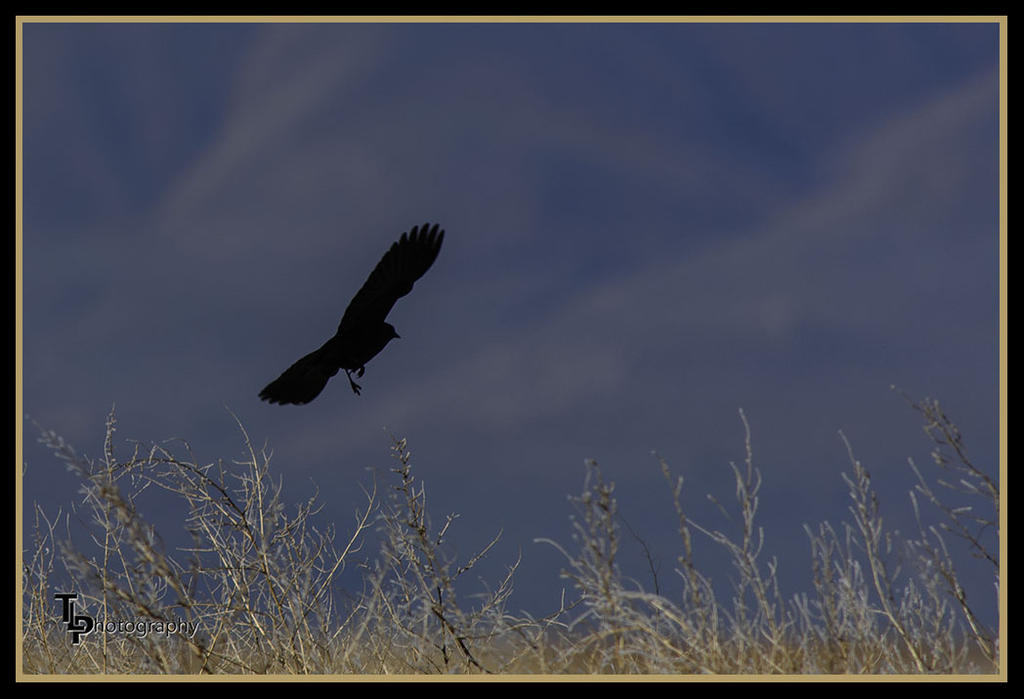 Day 81 red breasted black bird in flight.jpg