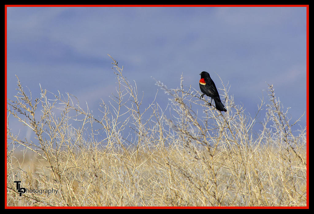 Day 81 Red Winged Black Bird2.jpg
