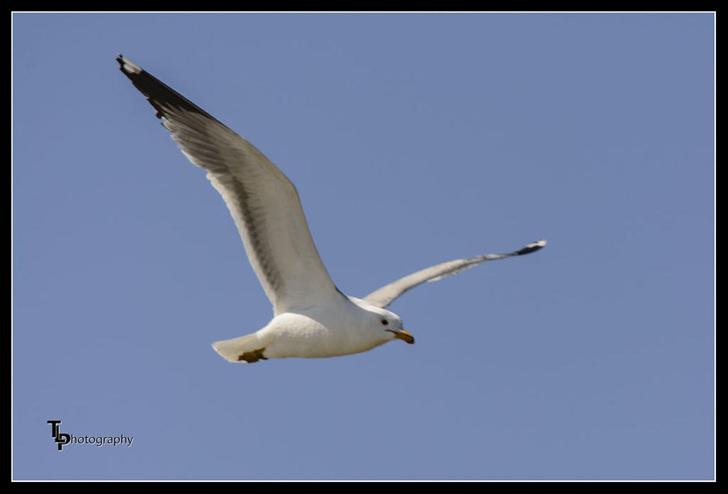 Day 81 Seagull.jpg