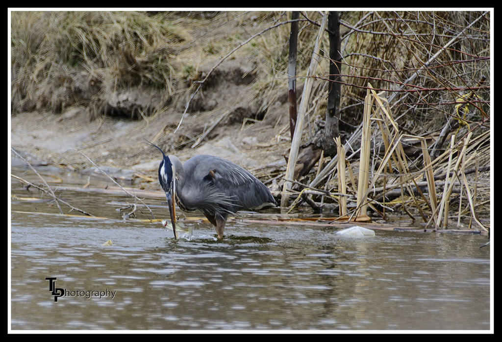 Day 88 Blue Heron 2.jpg