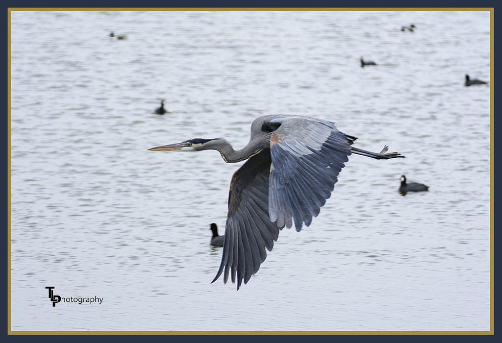 Day 88 Blue Heron 3.jpg