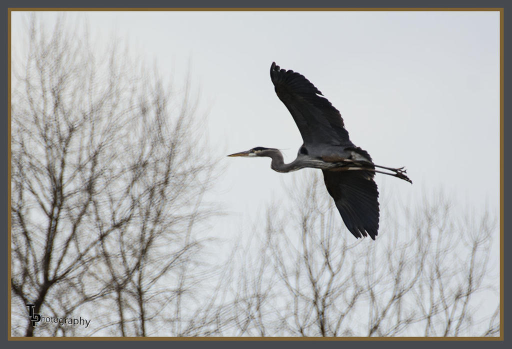 Day 88 Blue Heron 4.jpg