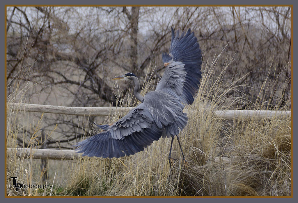 Day 88 Blue Heron.jpg
