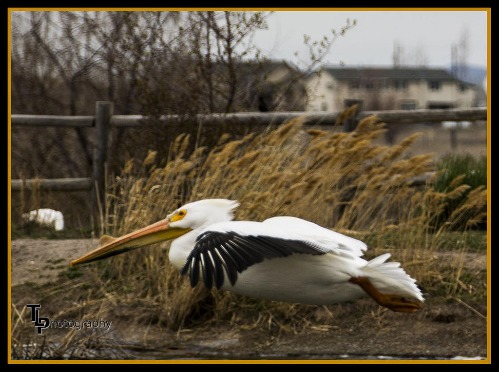 Day 88 Pelican.jpg