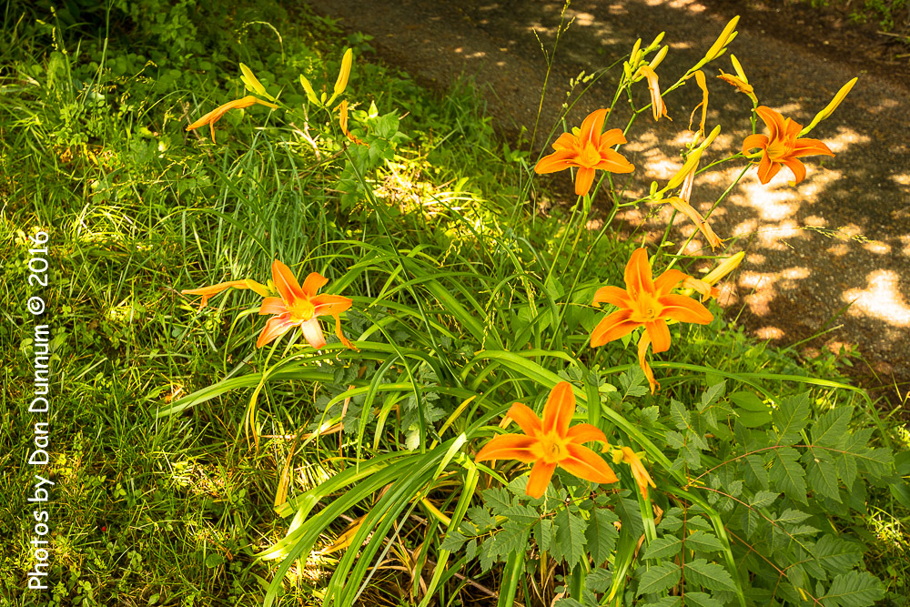 Day Lilly-8864.jpg