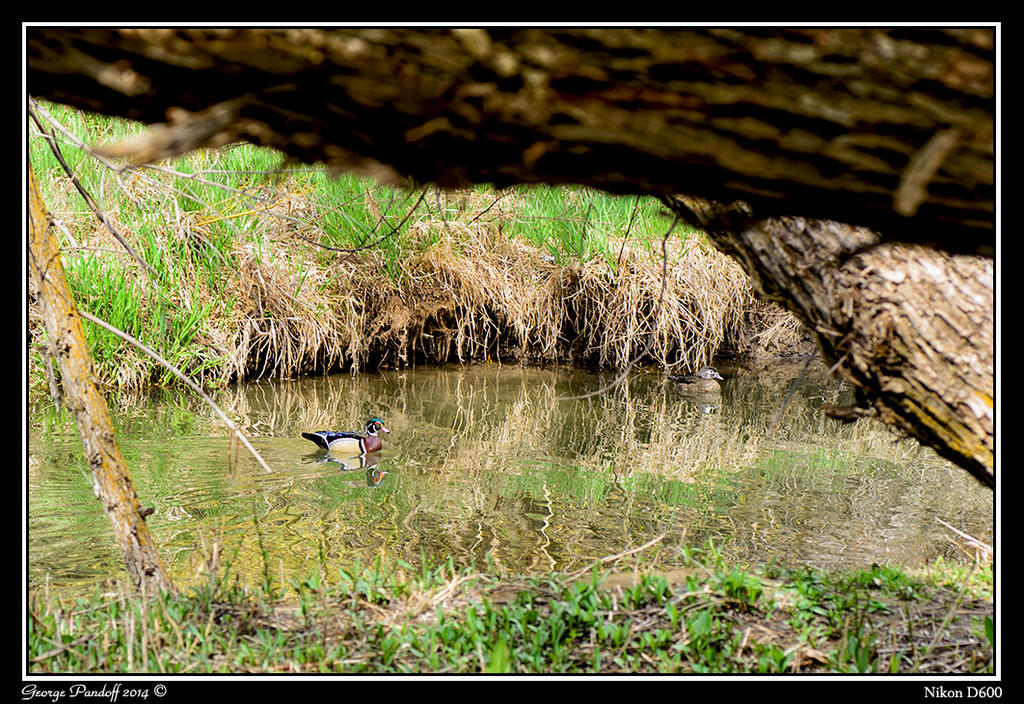 Day100Duck2.jpg