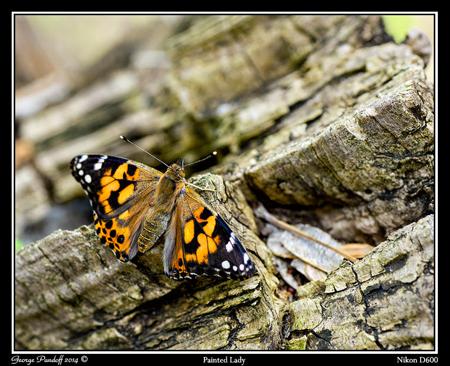 Day100PaintedLady.jpg