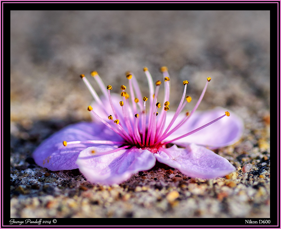 Day101FlowerWeb.jpg