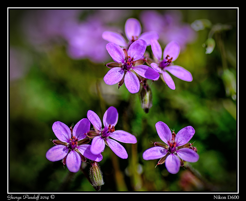 Day102FlowerMacro.jpg