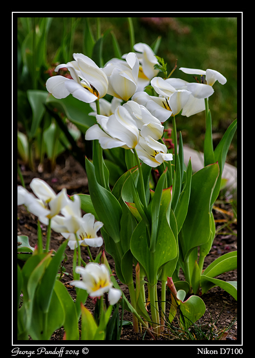 Day112Tulips.jpg
