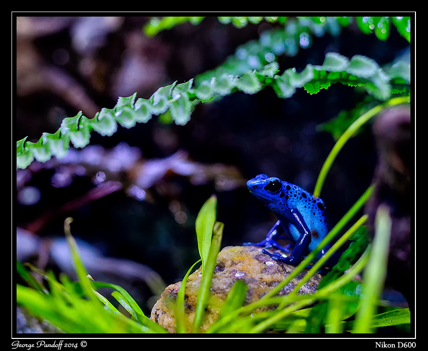 Day116BlueFrog.jpg