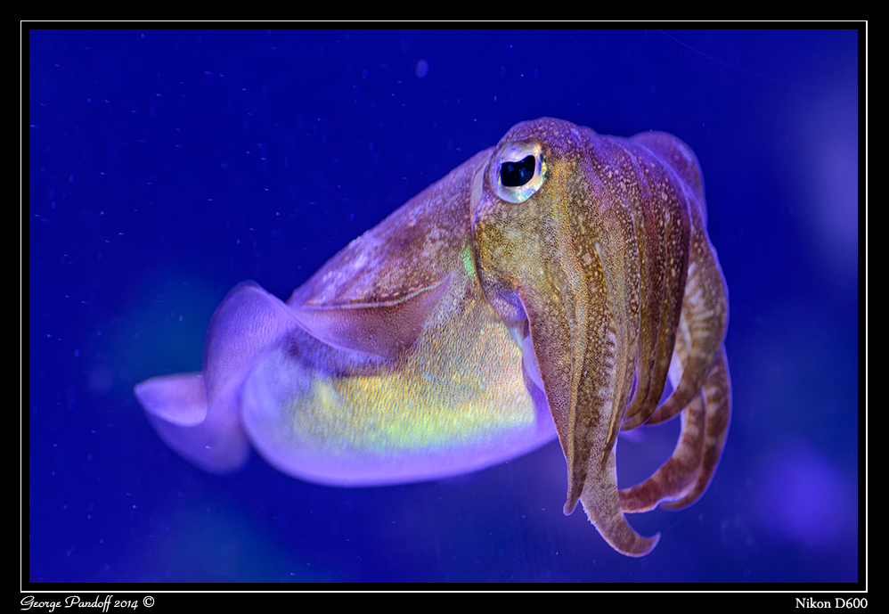 Day116Cuttlefish.jpg