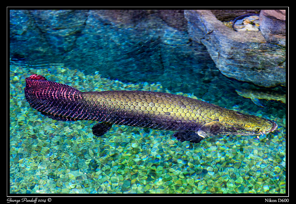Day116Fish1.jpg