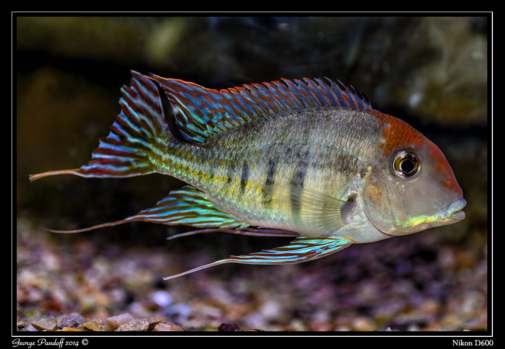 Day116FishWeb.jpg