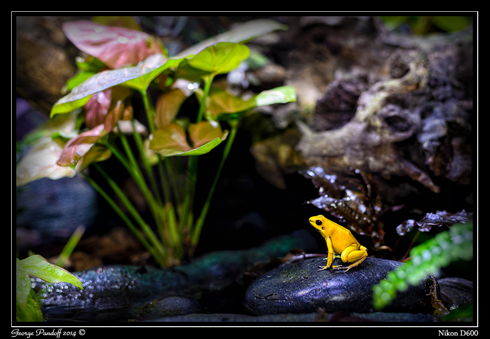 Day116Frog.jpg