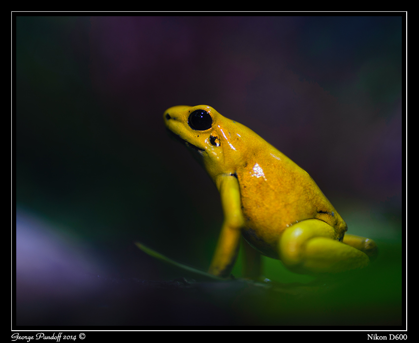 Day116Frog1.jpg