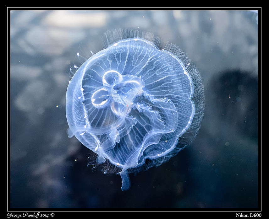 Day116JellyFish.jpg