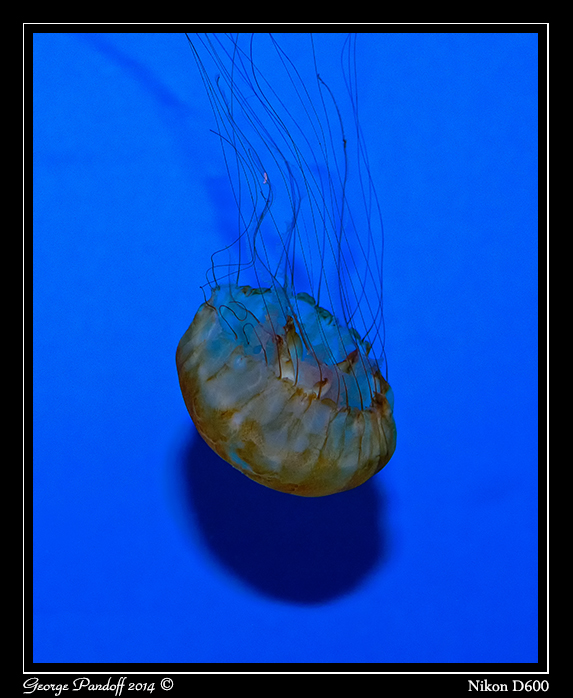 Day116JellyFish1.jpg