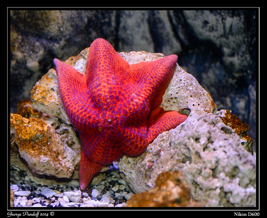 Day116Starfish.jpg
