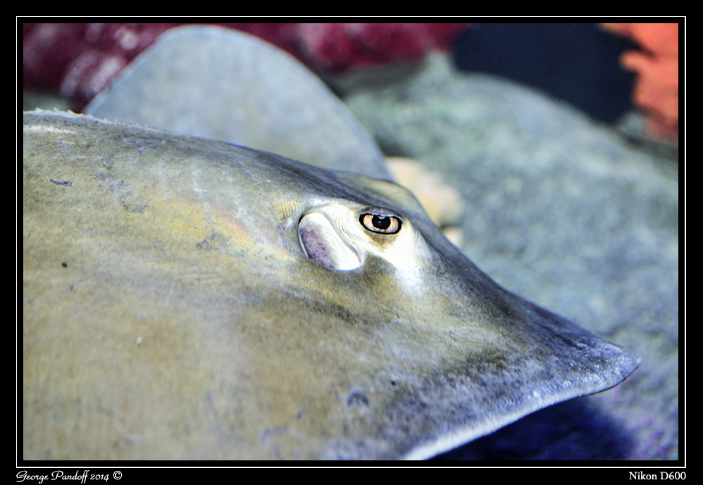 Day116Stingray.jpg