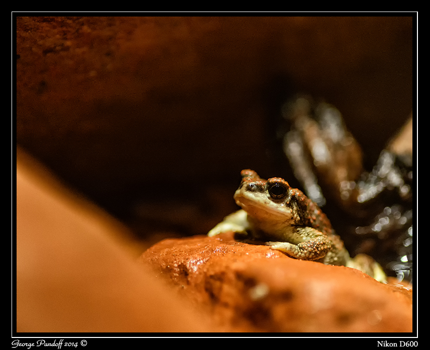 Day116Toad.jpg
