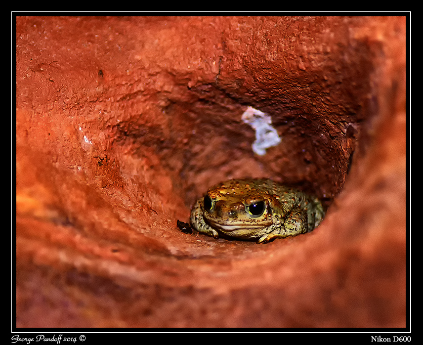 Day116Toad1.jpg