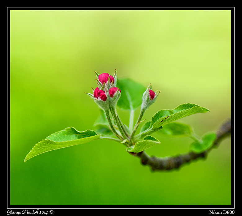 Day118Blossom.jpg